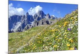 Meadow at Sexten Dolomites Nature Park, Province of Bolzano, South Tyrol, Italy-null-Mounted Art Print