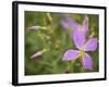 Meadow beauty, Rhexia Virginica, Half Moon Wildlife Management Area, Florida, USA-Maresa Pryor-Framed Photographic Print