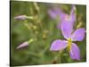 Meadow beauty, Rhexia Virginica, Half Moon Wildlife Management Area, Florida, USA-Maresa Pryor-Stretched Canvas