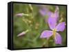 Meadow beauty, Rhexia Virginica, Half Moon Wildlife Management Area, Florida, USA-Maresa Pryor-Framed Stretched Canvas