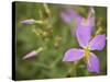 Meadow beauty, Rhexia Virginica, Half Moon Wildlife Management Area, Florida, USA-Maresa Pryor-Stretched Canvas