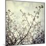 Meadow Bloom-Irene Suchocki-Mounted Giclee Print