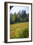 Meadow, Blue Ridge Parkway, Smoky Mountains, USA.-Anna Miller-Framed Photographic Print