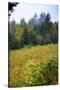 Meadow, Blue Ridge Parkway, Smoky Mountains, USA.-Anna Miller-Stretched Canvas