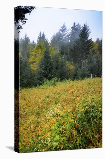 Meadow, Blue Ridge Parkway, Smoky Mountains, USA.-Anna Miller-Stretched Canvas