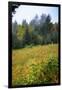 Meadow, Blue Ridge Parkway, Smoky Mountains, USA.-Anna Miller-Framed Photographic Print