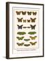 Meadow Browns, Fritillaries, Nymphalidae,-Albertus Seba-Framed Art Print