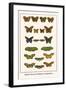 Meadow Browns, Fritillaries, Nymphalidae,-Albertus Seba-Framed Art Print