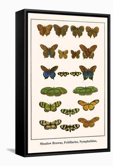 Meadow Browns, Fritillaries, Nymphalidae,-Albertus Seba-Framed Stretched Canvas