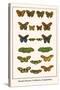 Meadow Browns, Fritillaries, Nymphalidae,-Albertus Seba-Stretched Canvas