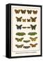 Meadow Browns, Fritillaries, Nymphalidae,-Albertus Seba-Framed Stretched Canvas