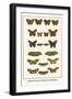 Meadow Browns, Fritillaries, Nymphalidae,-Albertus Seba-Framed Art Print