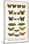 Meadow Browns, Fritillaries, Nymphalidae,-Albertus Seba-Mounted Art Print