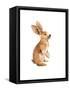 Meadow Buddy I-Lanie Loreth-Framed Stretched Canvas