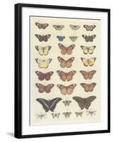 Meadow Butterflies-Maria Mendez-Framed Giclee Print