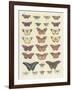 Meadow Butterflies-Maria Mendez-Framed Giclee Print