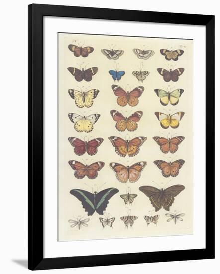 Meadow Butterflies-Maria Mendez-Framed Giclee Print