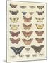 Meadow Butterflies-Maria Mendez-Mounted Giclee Print
