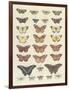 Meadow Butterflies-Maria Mendez-Framed Giclee Print