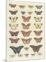 Meadow Butterflies-Maria Mendez-Mounted Giclee Print