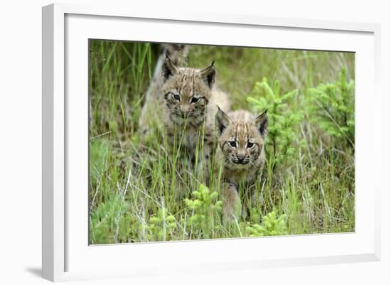 Meadow, Carpathian Mts Lynxes, Lynx Carpathicus, Young Animals, Edge of the Forest-Ronald Wittek-Framed Photographic Print