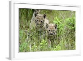 Meadow, Carpathian Mts Lynxes, Lynx Carpathicus, Young Animals, Edge of the Forest-Ronald Wittek-Framed Photographic Print