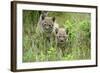 Meadow, Carpathian Mts Lynxes, Lynx Carpathicus, Young Animals, Edge of the Forest-Ronald Wittek-Framed Photographic Print