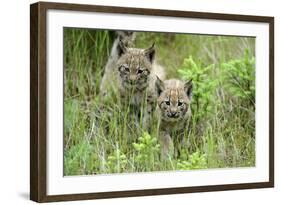 Meadow, Carpathian Mts Lynxes, Lynx Carpathicus, Young Animals, Edge of the Forest-Ronald Wittek-Framed Photographic Print