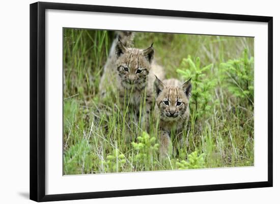 Meadow, Carpathian Mts Lynxes, Lynx Carpathicus, Young Animals, Edge of the Forest-Ronald Wittek-Framed Photographic Print