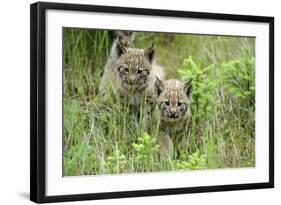 Meadow, Carpathian Mts Lynxes, Lynx Carpathicus, Young Animals, Edge of the Forest-Ronald Wittek-Framed Photographic Print