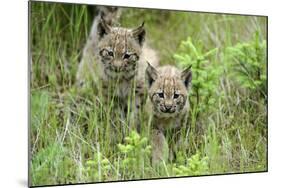 Meadow, Carpathian Mts Lynxes, Lynx Carpathicus, Young Animals, Edge of the Forest-Ronald Wittek-Mounted Photographic Print