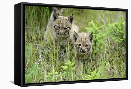 Meadow, Carpathian Mts Lynxes, Lynx Carpathicus, Young Animals, Edge of the Forest-Ronald Wittek-Framed Stretched Canvas
