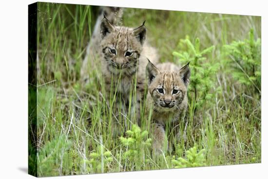 Meadow, Carpathian Mts Lynxes, Lynx Carpathicus, Young Animals, Edge of the Forest-Ronald Wittek-Stretched Canvas