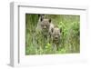 Meadow, Carpathian Mts Lynxes, Lynx Carpathicus, Young Animals, Edge of the Forest-Ronald Wittek-Framed Photographic Print