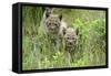 Meadow, Carpathian Mts Lynxes, Lynx Carpathicus, Young Animals, Edge of the Forest-Ronald Wittek-Framed Stretched Canvas