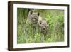 Meadow, Carpathian Mts Lynxes, Lynx Carpathicus, Young Animals, Edge of the Forest-Ronald Wittek-Framed Photographic Print