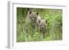 Meadow, Carpathian Mts Lynxes, Lynx Carpathicus, Young Animals, Edge of the Forest-Ronald Wittek-Framed Photographic Print