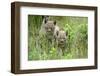 Meadow, Carpathian Mts Lynxes, Lynx Carpathicus, Young Animals, Edge of the Forest-Ronald Wittek-Framed Premium Photographic Print