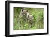 Meadow, Carpathian Mts Lynxes, Lynx Carpathicus, Young Animals, Edge of the Forest-Ronald Wittek-Framed Premium Photographic Print