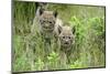 Meadow, Carpathian Mts Lynxes, Lynx Carpathicus, Young Animals, Edge of the Forest-Ronald Wittek-Mounted Premium Photographic Print