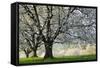 Meadow, Cherry Trees, Blossom-Herbert Kehrer-Framed Stretched Canvas