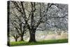 Meadow, Cherry Trees, Blossom-Herbert Kehrer-Stretched Canvas