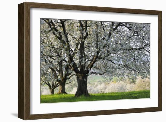 Meadow, Cherry Trees, Blossom-Herbert Kehrer-Framed Photographic Print