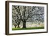 Meadow, Cherry Trees, Blossom-Herbert Kehrer-Framed Photographic Print