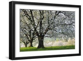 Meadow, Cherry Trees, Blossom-Herbert Kehrer-Framed Photographic Print