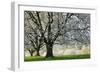 Meadow, Cherry Trees, Blossom-Herbert Kehrer-Framed Photographic Print