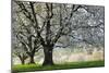 Meadow, Cherry Trees, Blossom-Herbert Kehrer-Mounted Photographic Print