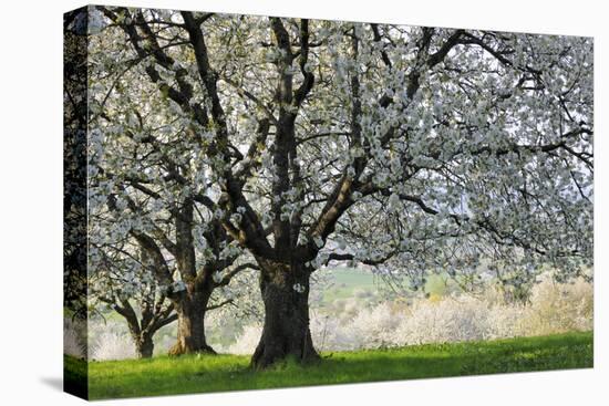 Meadow, Cherry Trees, Blossom-Herbert Kehrer-Stretched Canvas