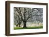 Meadow, Cherry Trees, Blossom-Herbert Kehrer-Framed Photographic Print