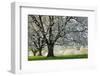 Meadow, Cherry Trees, Blossom-Herbert Kehrer-Framed Photographic Print